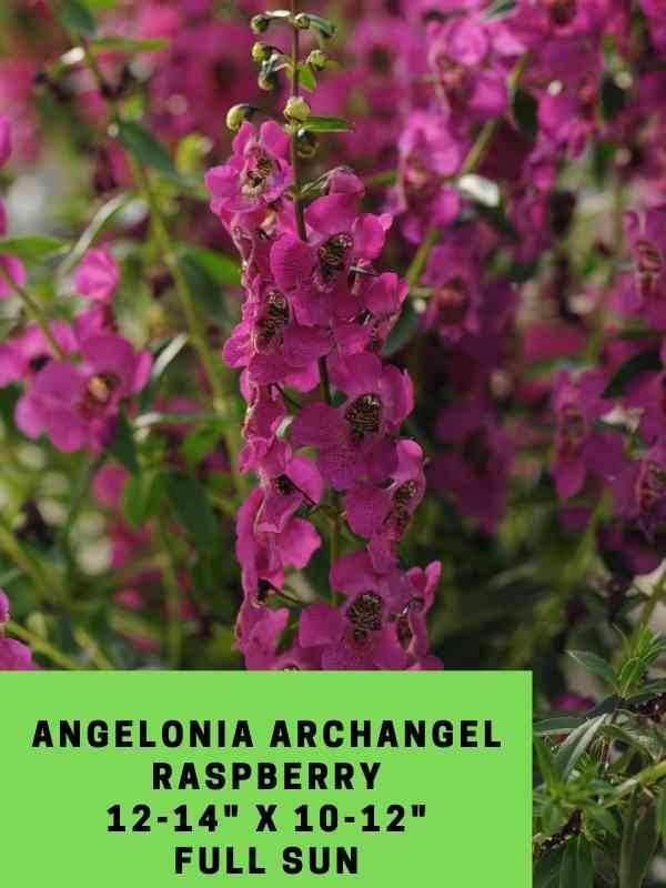 Angelonia Archangel Raspberry Labeled