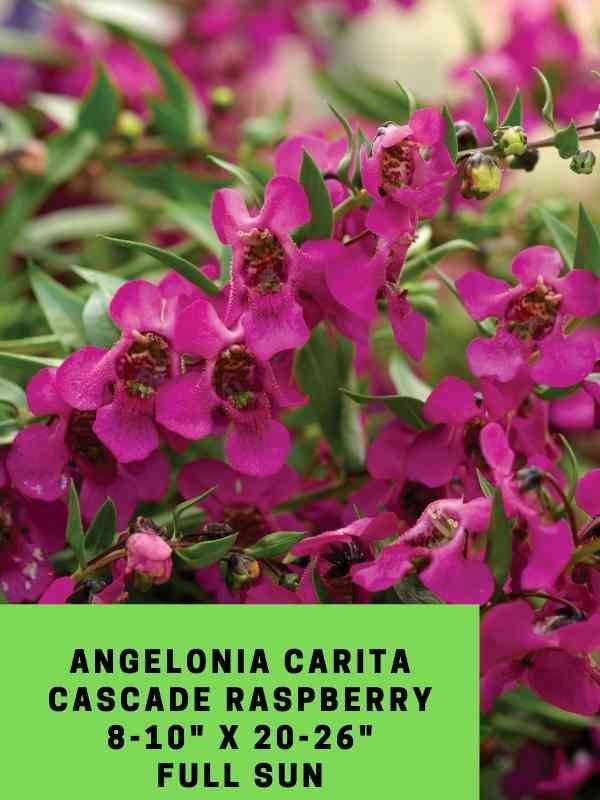 Angelonia Carita Cascade Raspberry Labeled