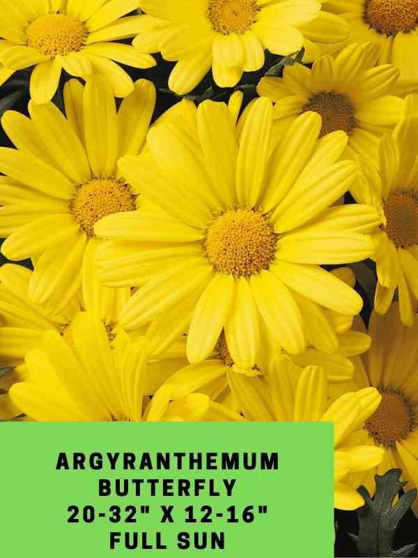 Argyranthemum Butterfly Labeled
