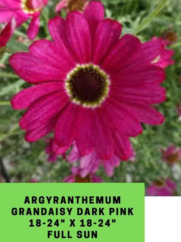 Argyranthemum Grandaisy Dark Pink Labeled (1)