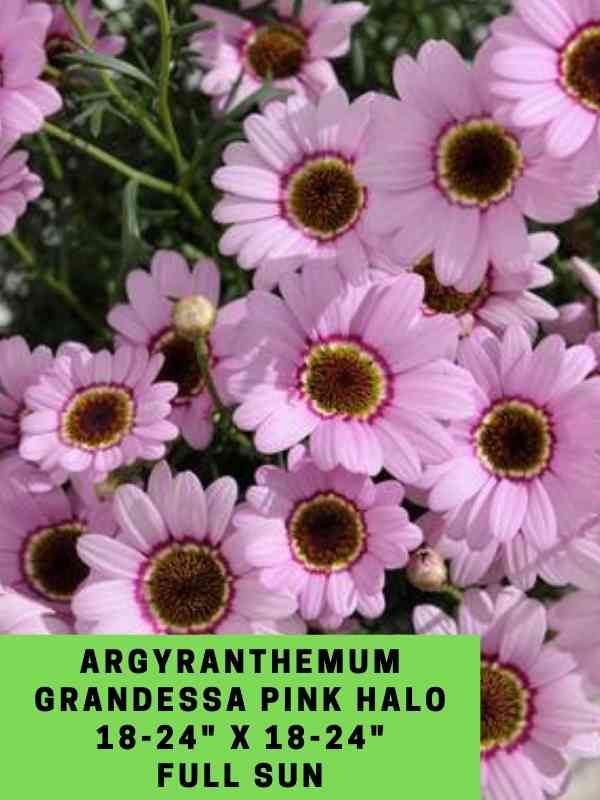 Argyranthemum Grandessa Pink Halo Labeled