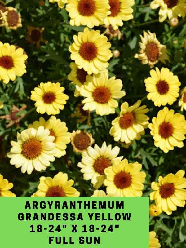 Argyranthemum Grandessa Yellow Labeled