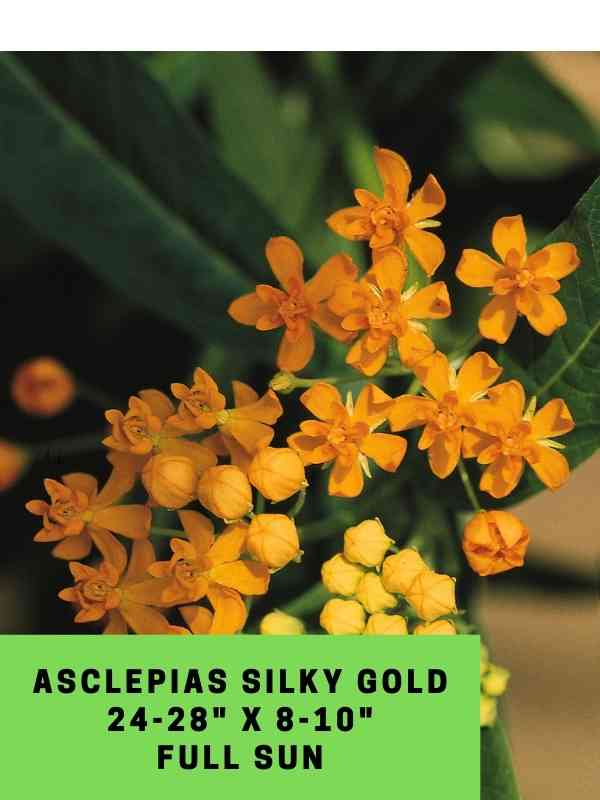 Asclepias Silky Gold Labeled