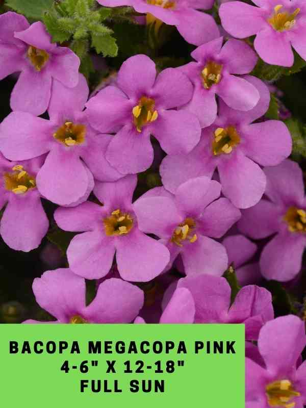 Bacopa MegaCopa Pink Labeled