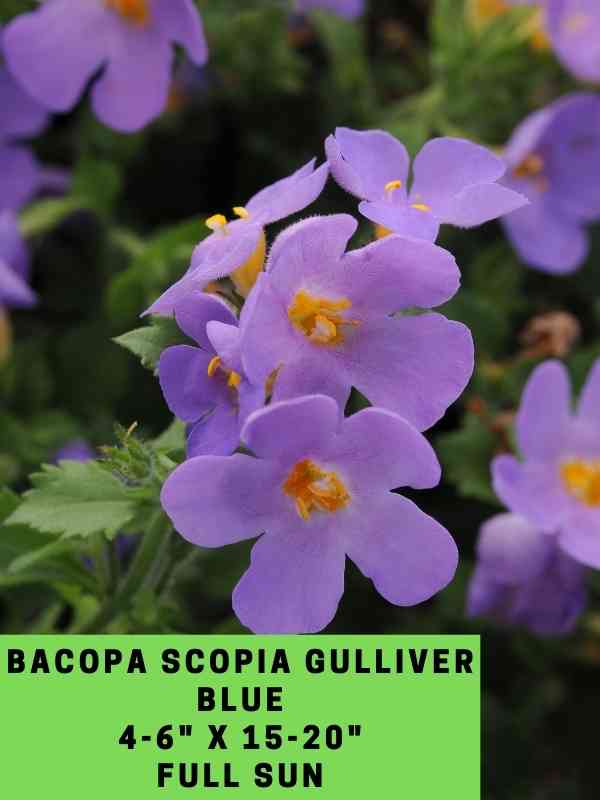 Bacopa Scopia Gulliver Blue Labeled