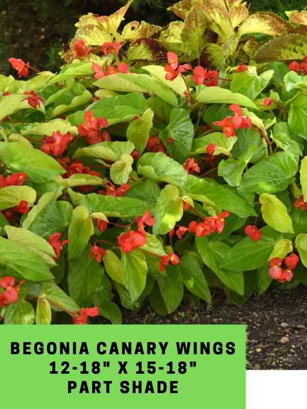 Begonia Canary Wings Labeled