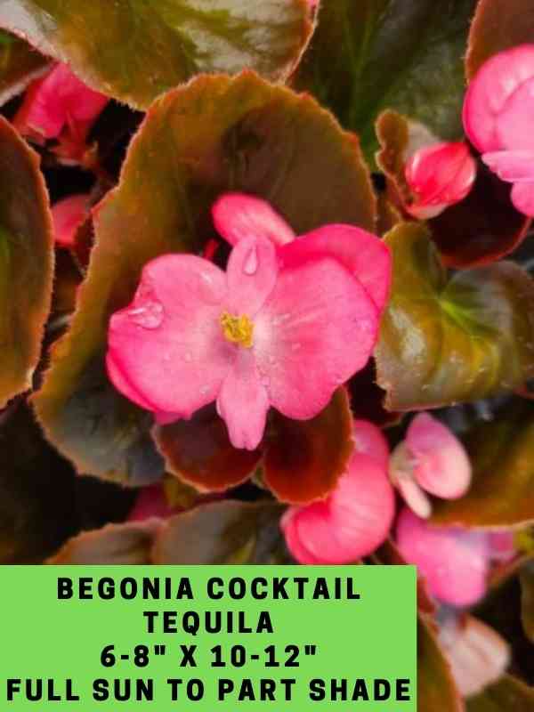 Begonia Cocktail Tequila Labeled