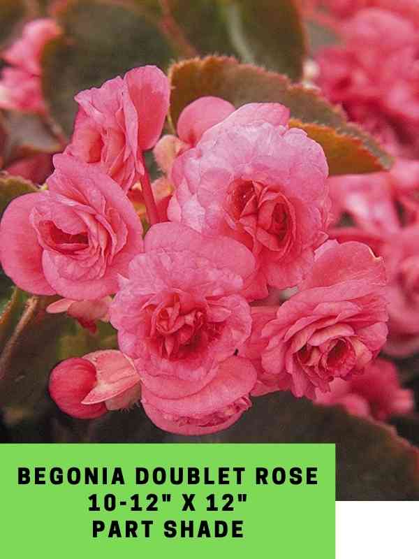 Begonia Doublet Rose Labeled