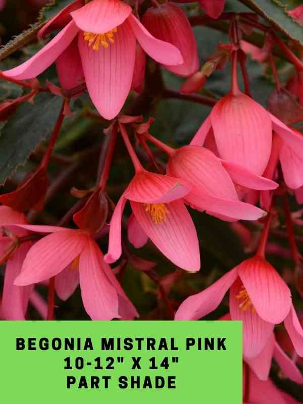 Begonia Mistral Pink Labeled