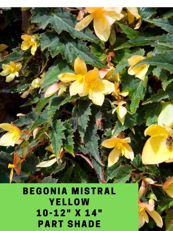 Begonia Mistral Yellow Labeled