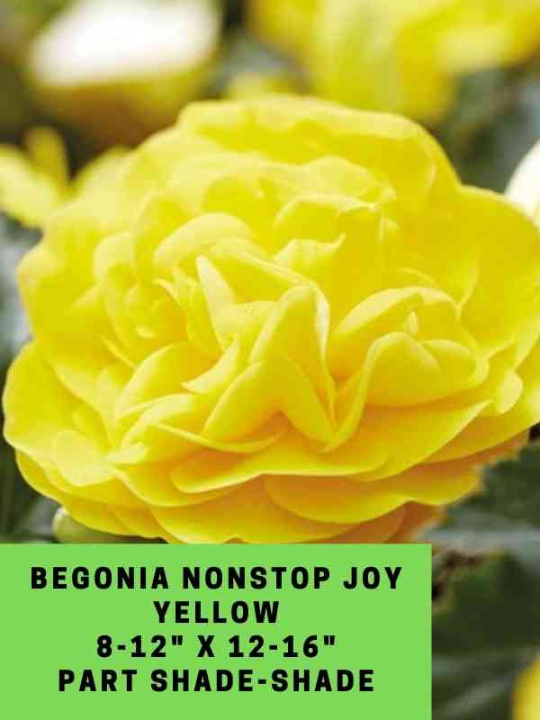 Begonia Nonstop Joy Yellow Labeled