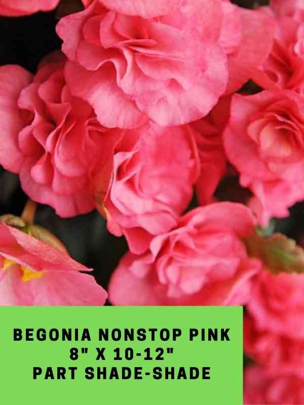 Begonia Nonstop Pink Labeled