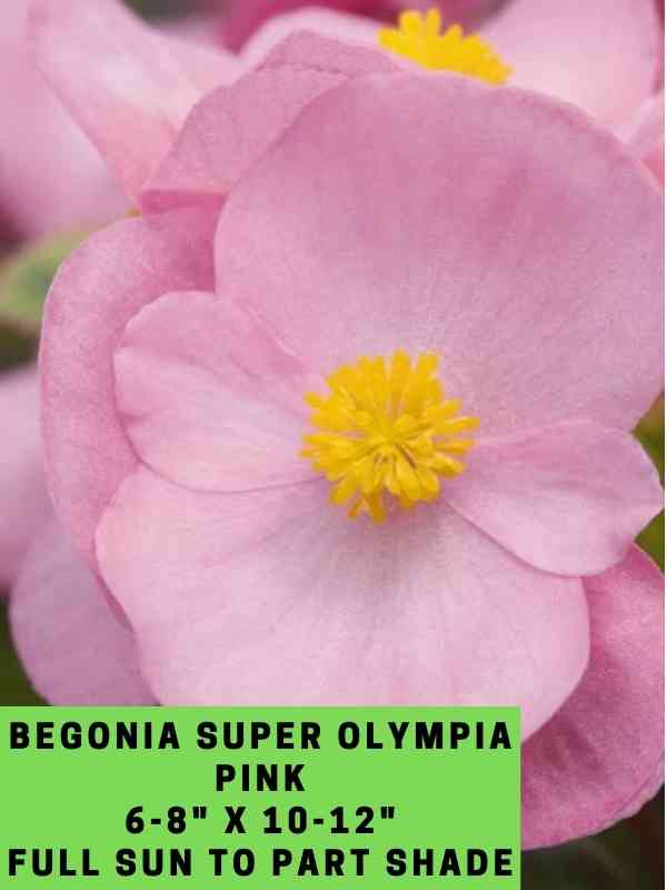 Begonia Super Olympia Pink Labeled