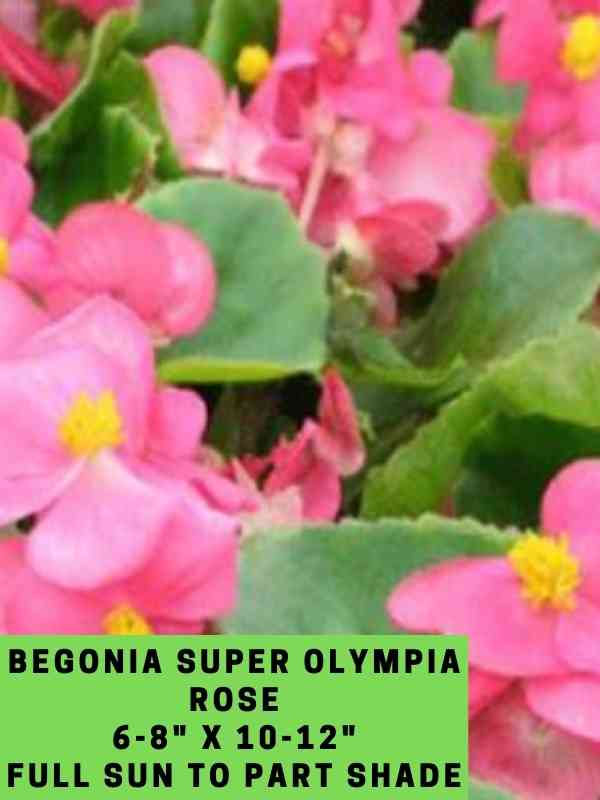 Begonia Super Olympia Rose Labeled