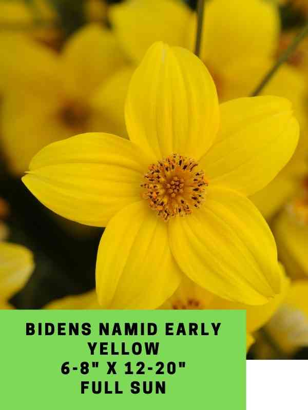 Bidens Namid Early Yellow Labeled