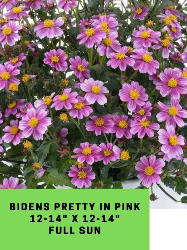 Bidens Pretty In Pink Labeled