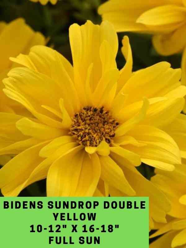 Bidens sundrop Double Yellow Labeled