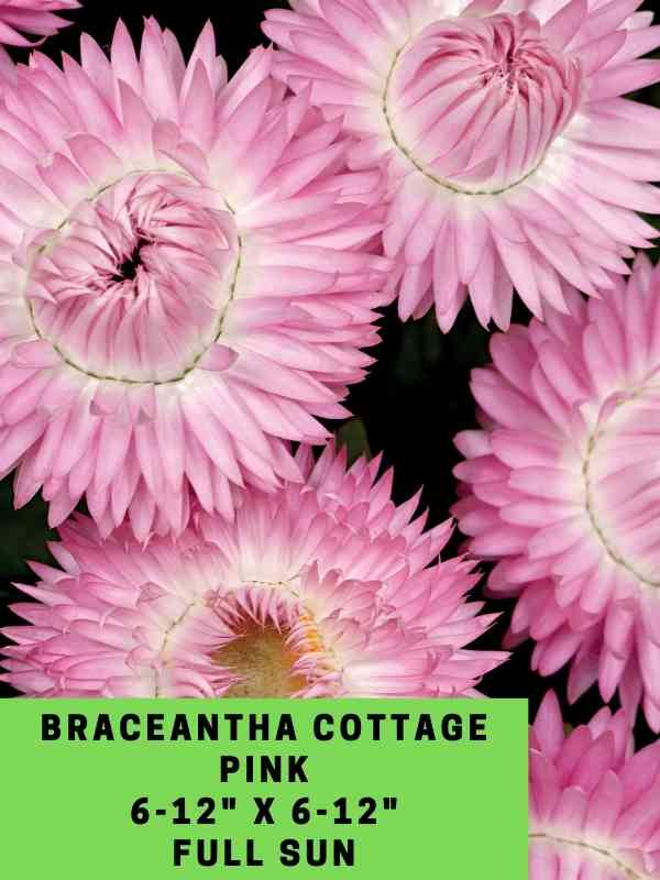 Braceantha Cottage Pink Labeled