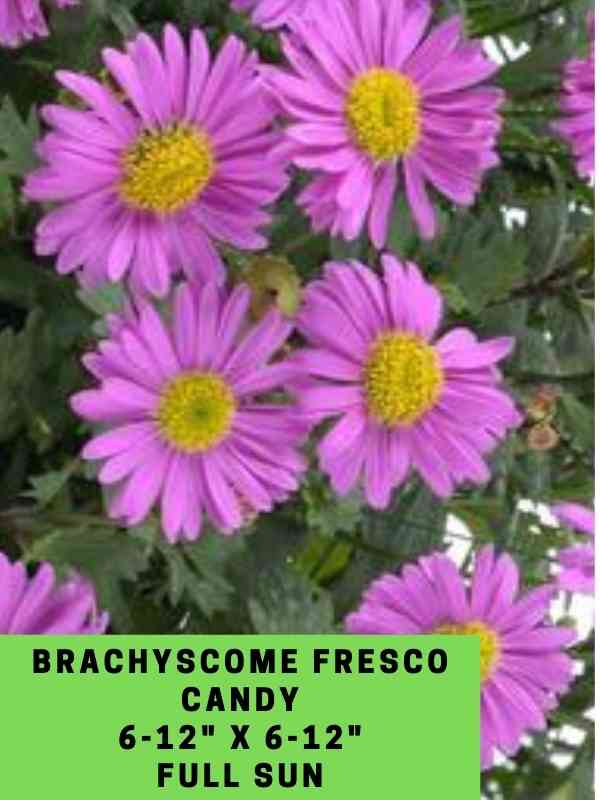 Brachyscome Fresco Candy Labeled