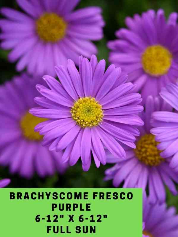 Brachyscome Fresco Purple Labeled