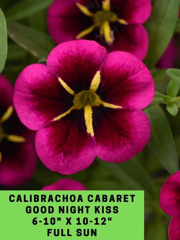 Calibrachoa Cabaret Good NIght Kiss Labeled