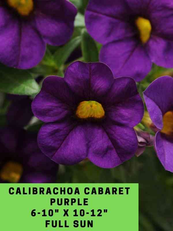 Calibrachoa Cabaret Purple Labeled