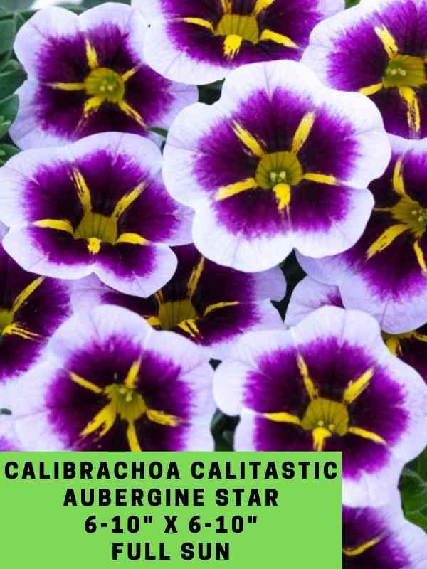 Calibrachoa Calitastic Aubergine Star Labeled