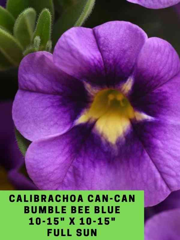 Calibrachoa Can-Can Bumble Bee Blue Labeled