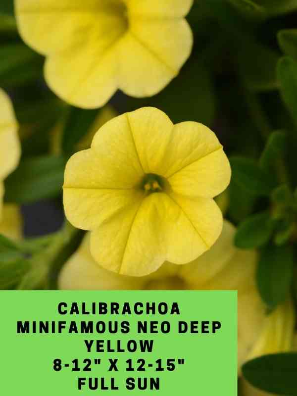Calibrachoa MiniFamous Neo Deep Yellow Labeled