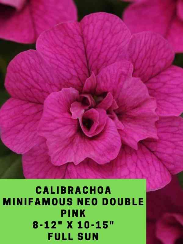Calibrachoa MiniFamous Neo Double Pink Labeled