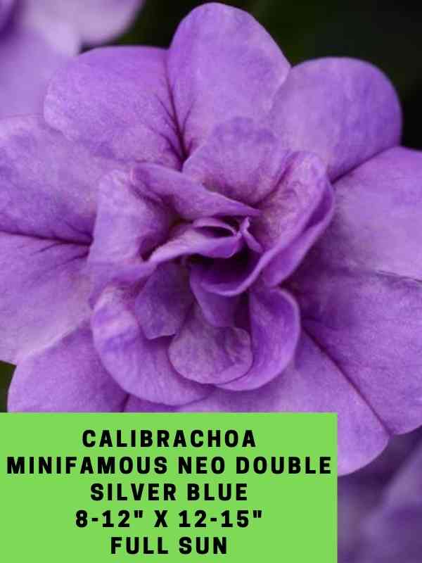 Calibrachoa MiniFamous Neo Double Silver Blue Labeled
