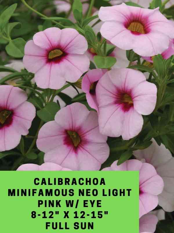 Calibrachoa MiniFamous Neo light pink w_ eye Labeled