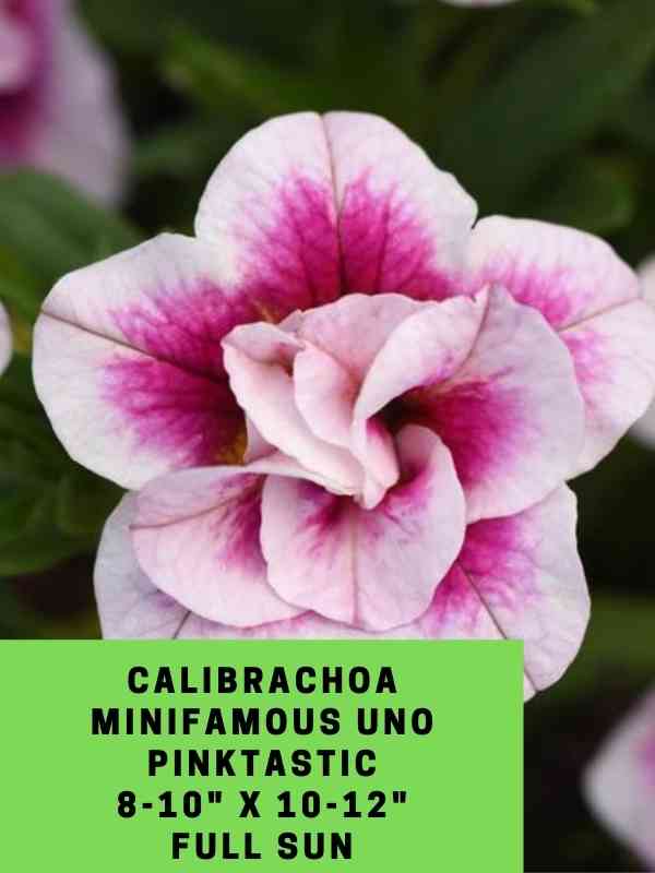 Calibrachoa MiniFamous Uno Pinktastic Labeled