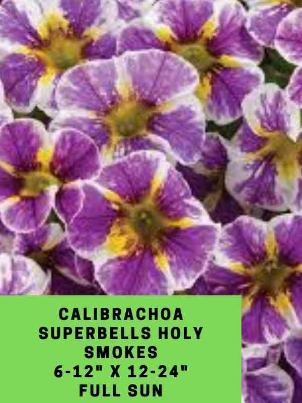 Calibrachoa superbells Holy Smokes Labeled