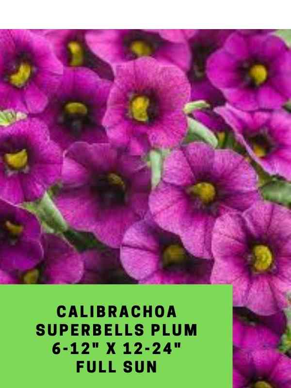 Calibrachoa superbells Lemon Slice Labeled (1)