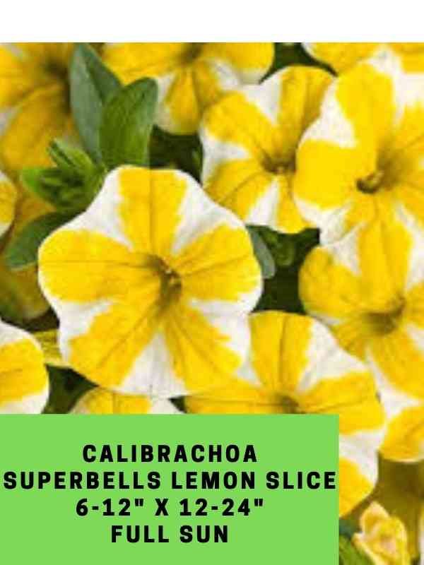 Calibrachoa superbells Lemon Slice Labeled