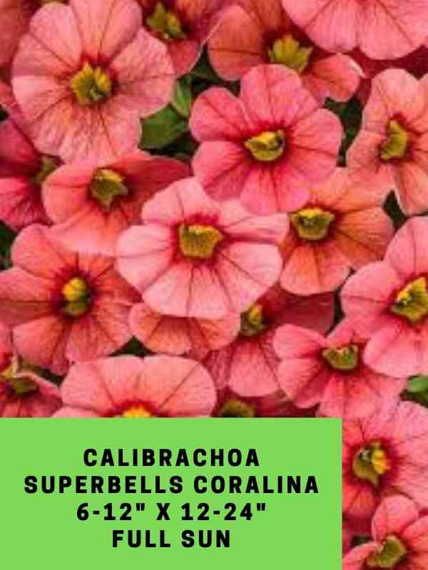 Calibrachoa superbells coralina Labeled