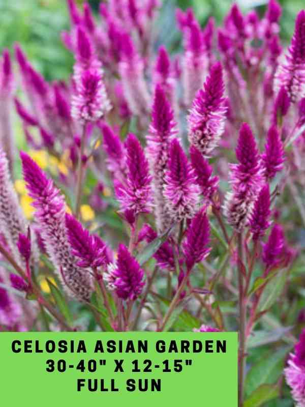 Celosia Asian Garden Labeled