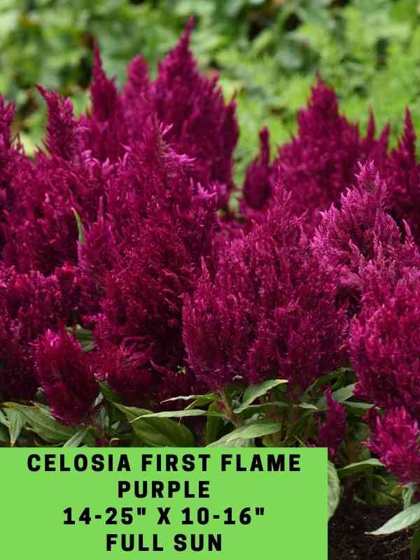 Celosia First Flame Purple Labeled
