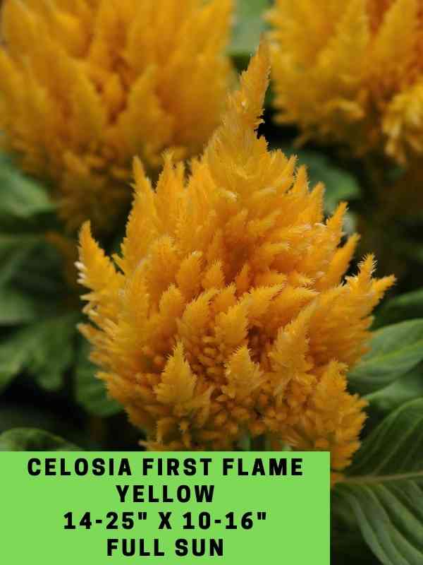Celosia First Flame Yellow Labeled