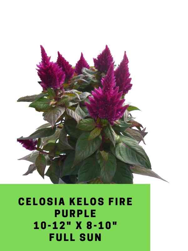 Celosia Kelos Fire Purple