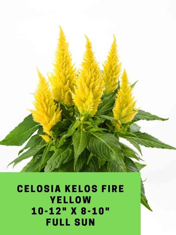 Celosia Kelos Fire Yellow Labled