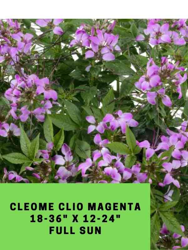 Cleome Clio Magenta Labled