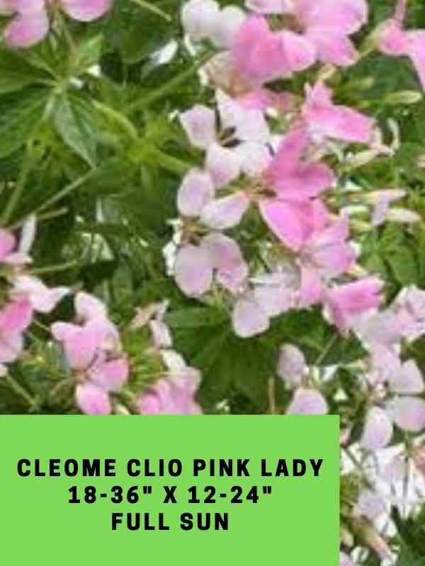 Cleome Clio Pink Lady Labled