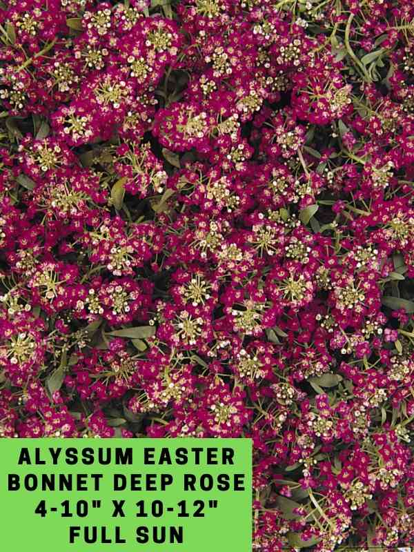 Copy of Copy of Copy of Copy of Agernatum Aloha Blue 6-8_ X 6-8_ Full Sun
