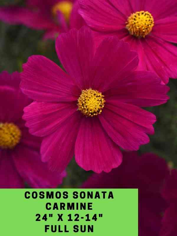 Cosmos Sonata Carmine Labeled