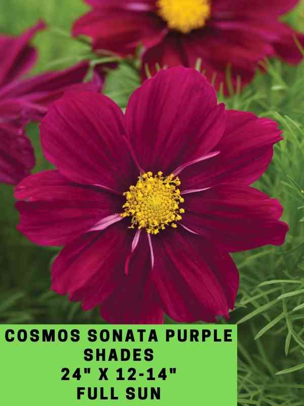 Cosmos Sonata Purple Shades Labeled