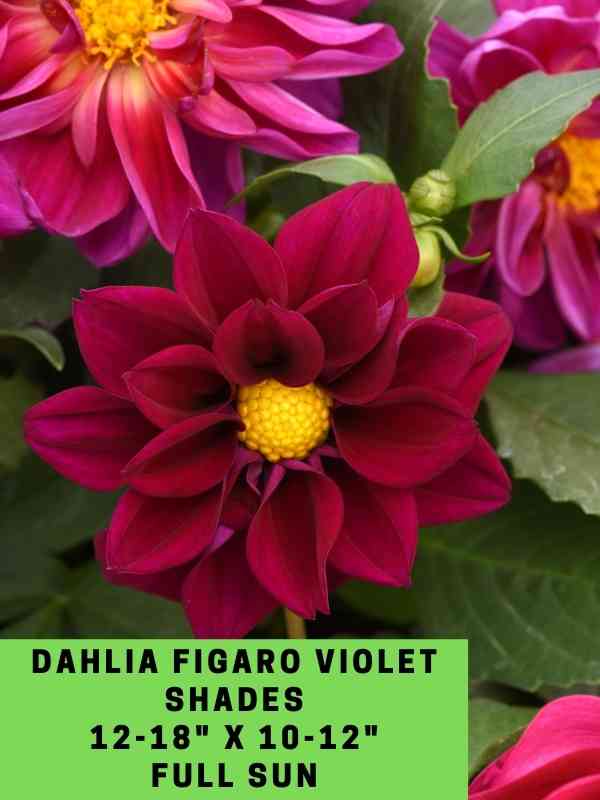 Dahlia Figaro Violet Shades Labeled