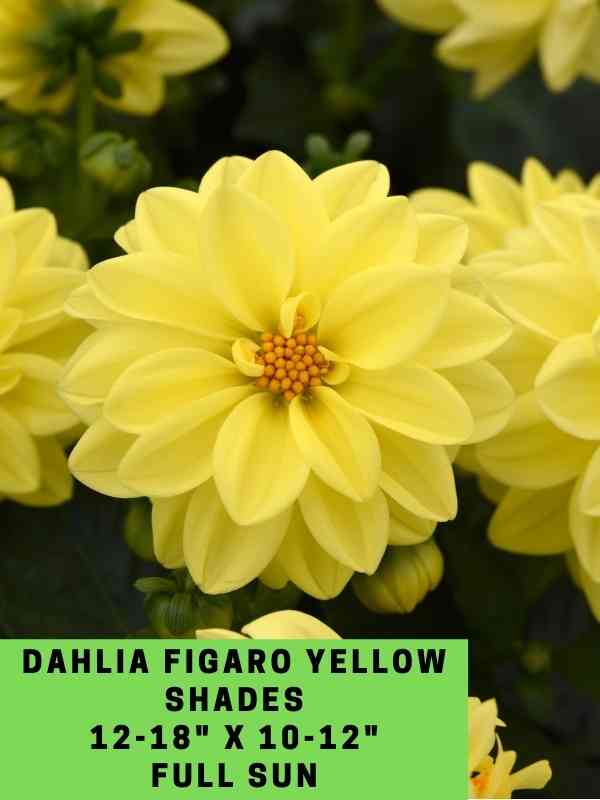 Dahlia Figaro Yellow Shades Labeled