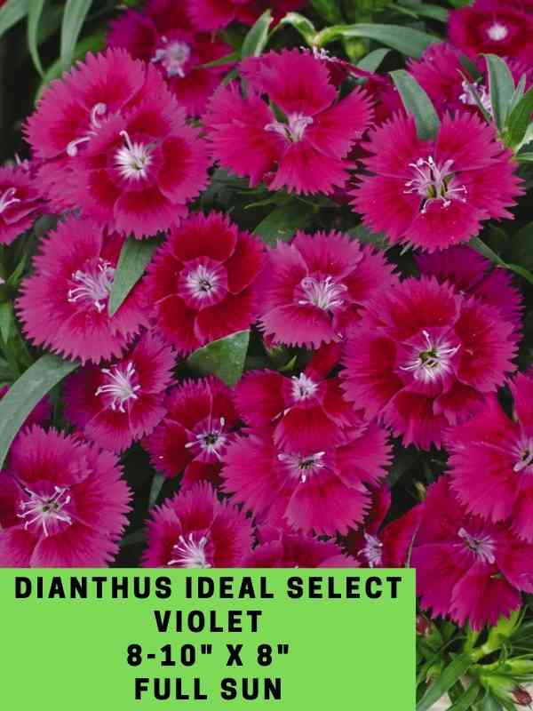 Dianthus Ideal Select Violet Labeled